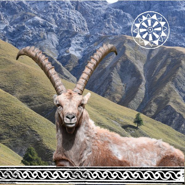 Steinbock im Schweizer Nationalpark